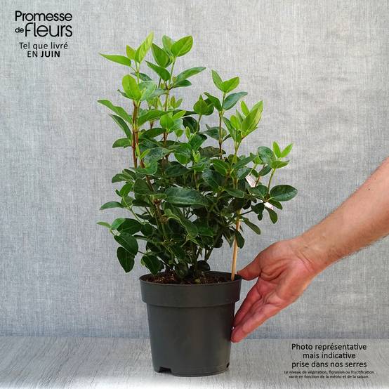 Promesse de Fleurs - Viburnum tinus Eve Price - Laurier tin Pot de 2L/3L - Image 2