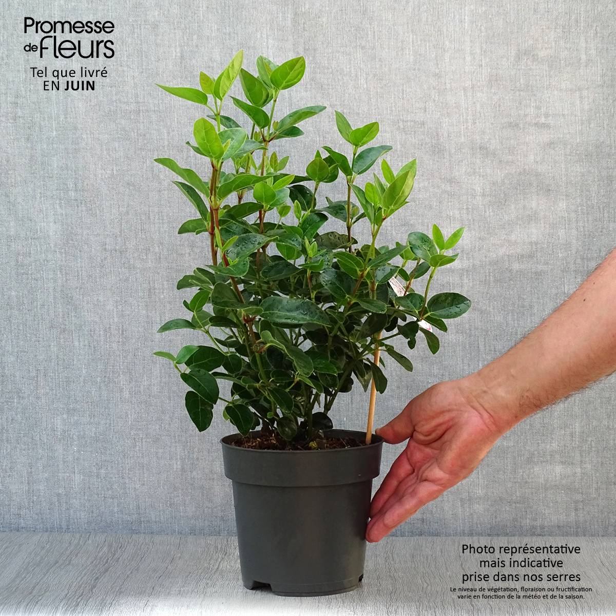 Promesse de Fleurs - Viburnum tinus Eve Price - Laurier tin Pot de 2L/3L - Image 2