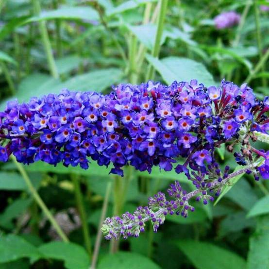 Collection 3 Arbres à Papillons (Buddleia Davidii) - Godet - Taille 20/40cm - Pépinières Naudet - Image 3