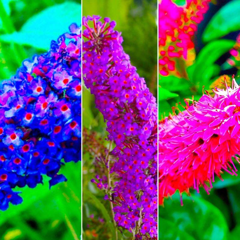 Collection 3 Arbres à Papillons (Buddleia Davidii) - Godet - Taille 20/40cm - Pépinières Naudet - Image 2