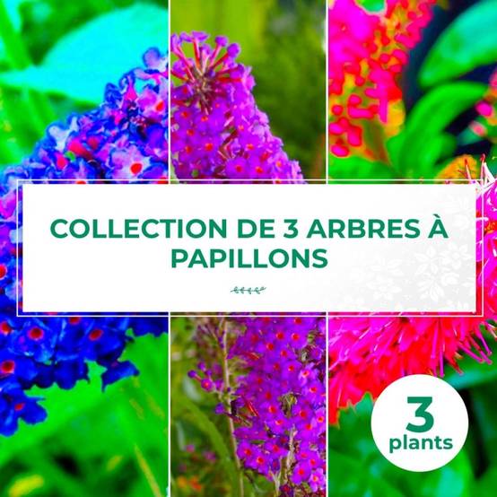 Collection 3 Arbres à Papillons (Buddleia Davidii) - Godet - Taille 20/40cm - Pépinières Naudet - Image 1