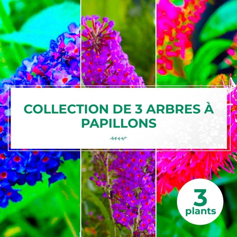 Collection 3 Arbres à Papillons (Buddleia Davidii) - Godet - Taille 20/40cm - Pépinières Naudet