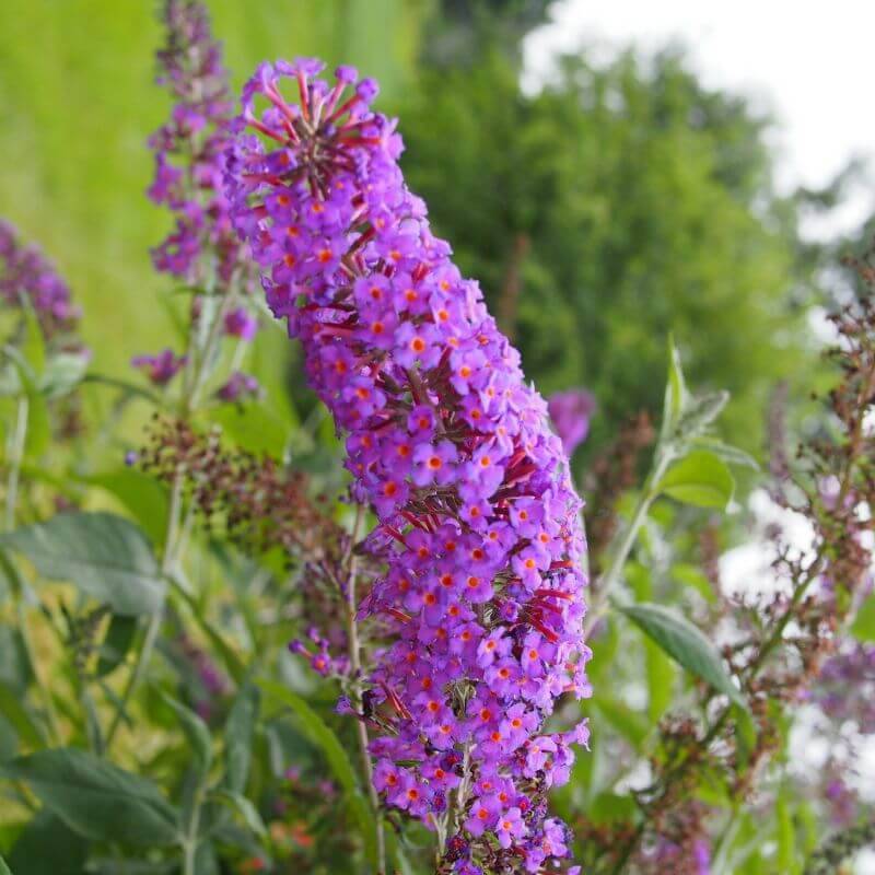 Collection 3 Arbres à Papillons (Buddleia Davidii) - Godet - Taille 20/40cm - Pépinières Naudet - Image 4