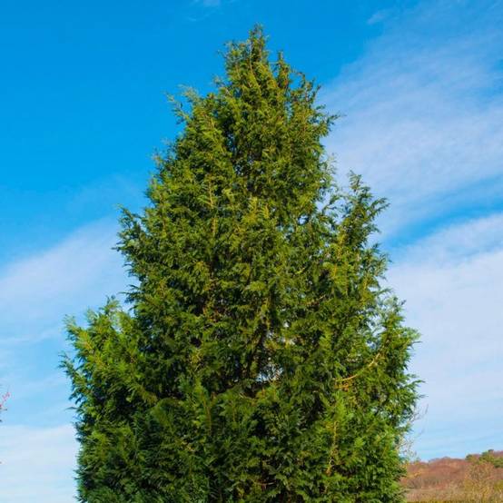 Cyprès de Lawson 'Columnaris' (Chamaecyparis lawsoniana 'Columnaris') - Godet - Taille 20/40cm - Pépinières Naudet