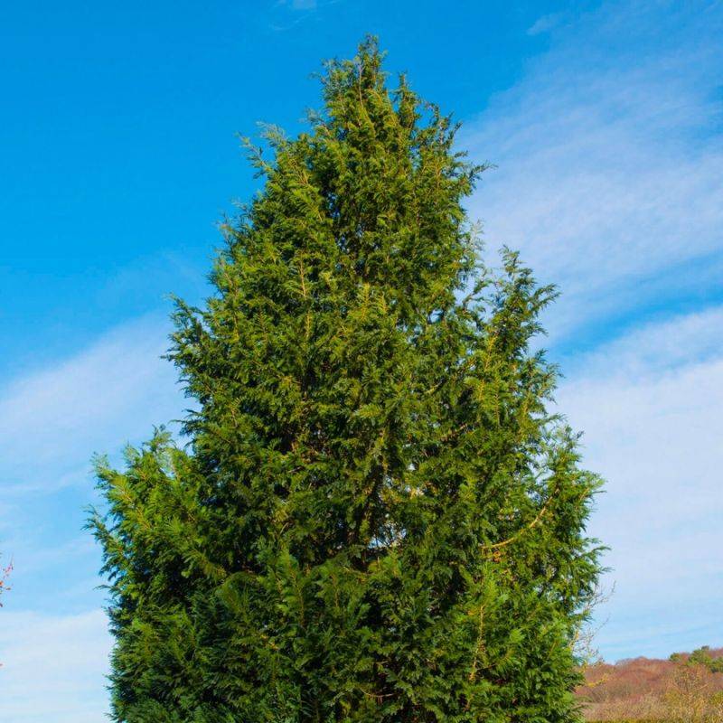 Cyprès de Lawson 'Columnaris' (Chamaecyparis lawsoniana 'Columnaris') - Godet - Taille 20/40cm - Pépinières Naudet