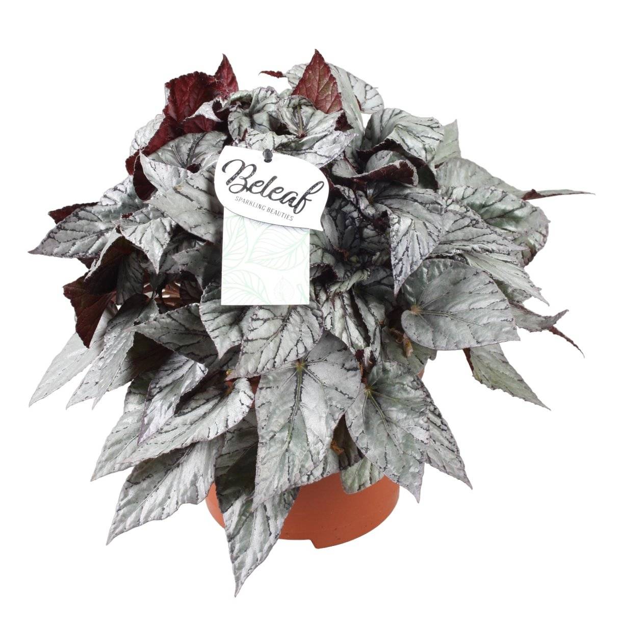 Begonia Beleaf 'Arctic Breeze' 32cm - Plante d'intérieur- La Green Touch - Image 2