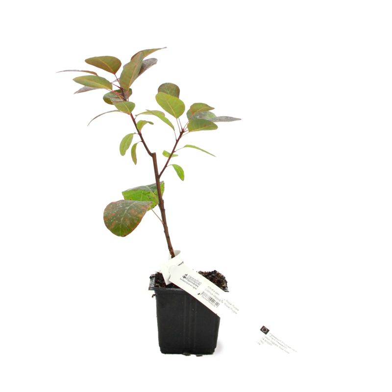 Arbre à perruques 'Royal Purple' (Cotinus coggygria 'Royal Purple') - Godet 9cm - Pépinières Naudet - Image 2