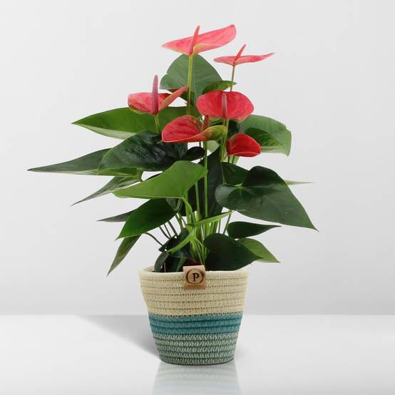Anthurium andreanum Sweet Dream et son pot- La Green Touch Panier - Hauteur 45cm - Image 6