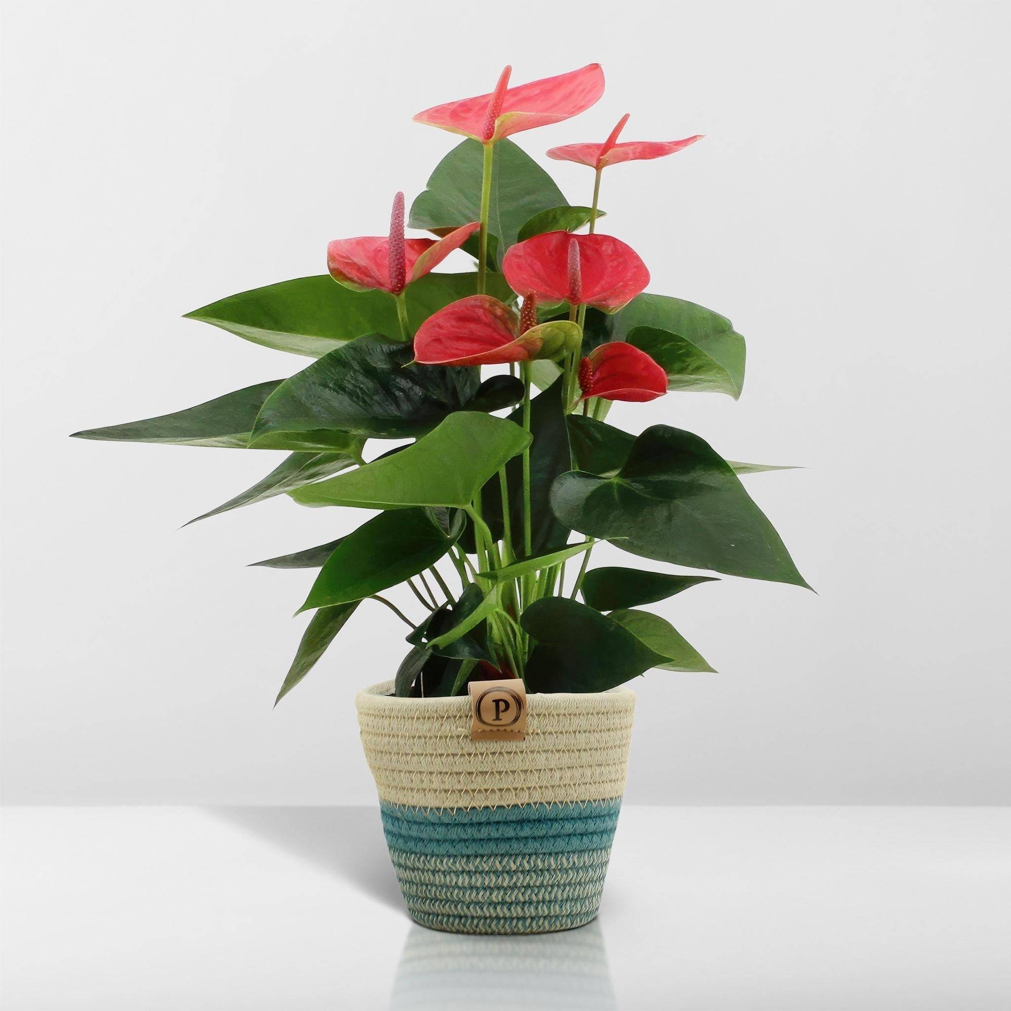 Anthurium andreanum Sweet Dream et son pot- La Green Touch Panier - Hauteur 45cm - Image 6