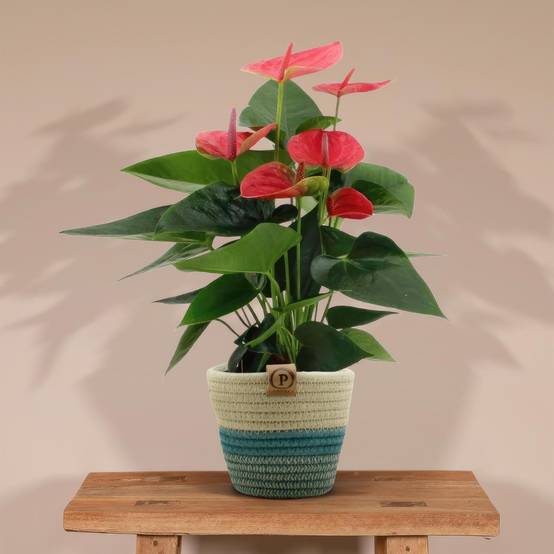 Anthurium andreanum Sweet Dream et son pot- La Green Touch Panier - Hauteur 45cm - Image 2