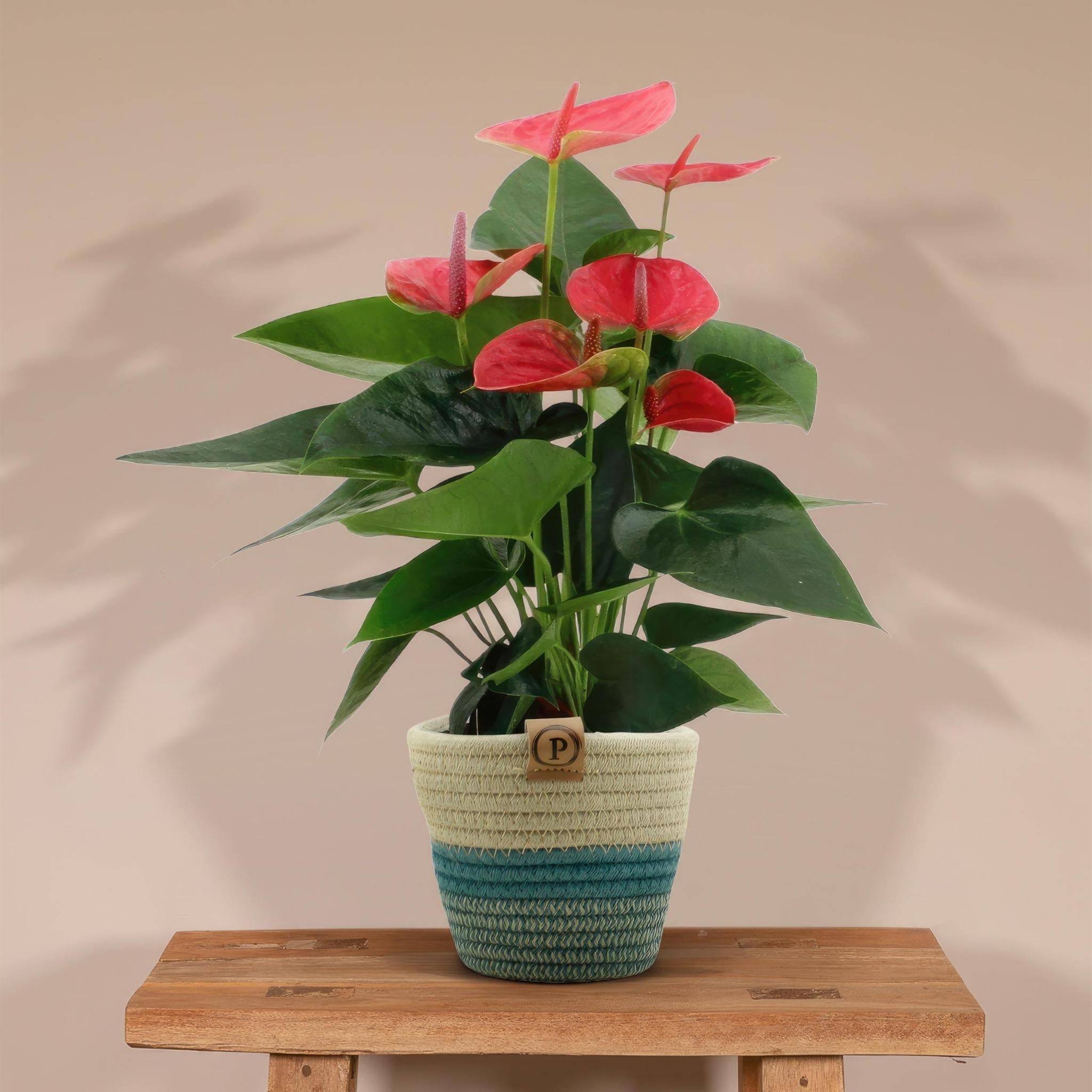 Anthurium andreanum Sweet Dream et son pot- La Green Touch Panier - Hauteur 45cm - Image 2