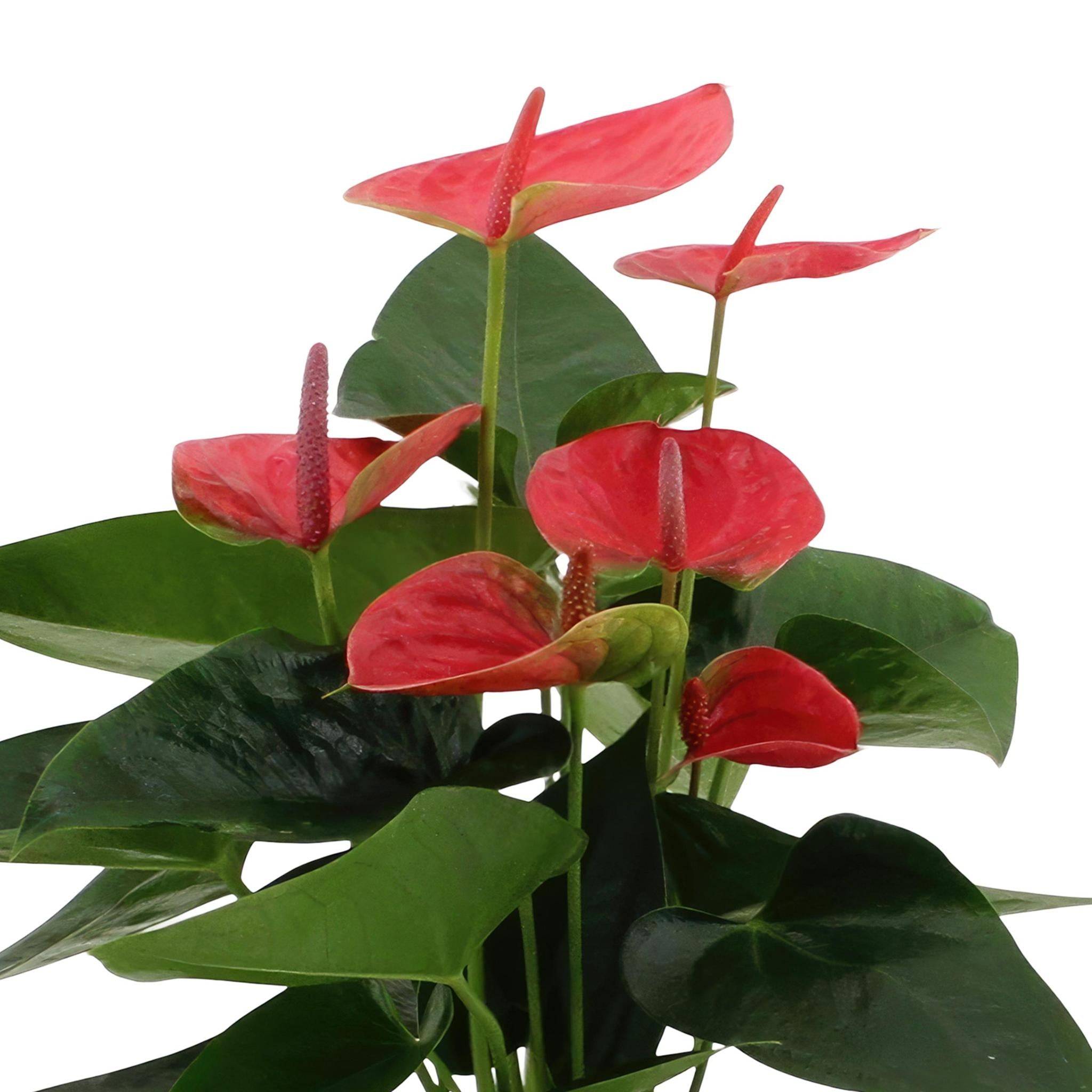 Anthurium andreanum Sweet Dream et son pot- La Green Touch Panier - Hauteur 45cm - Image 3