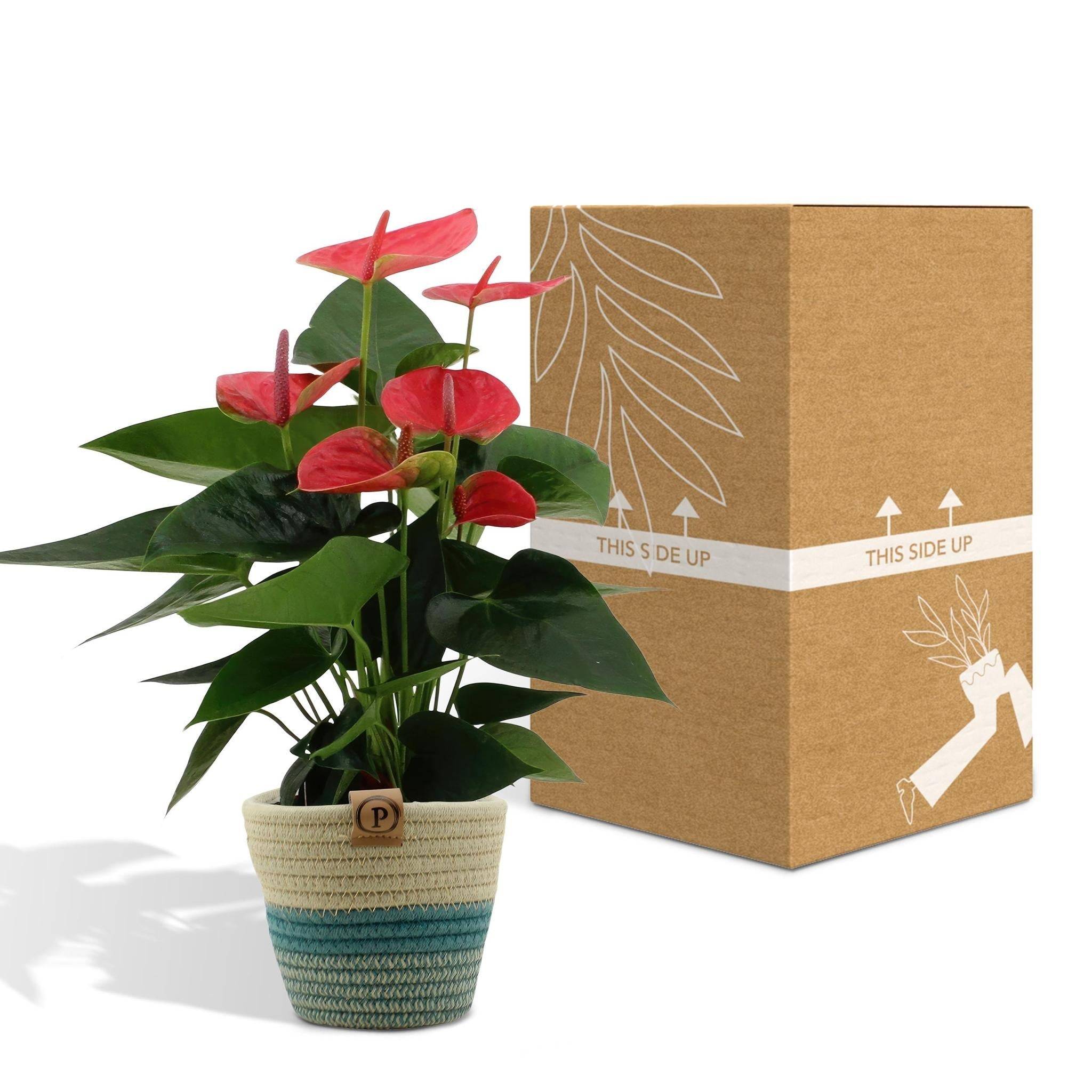 Anthurium andreanum Sweet Dream et son pot- La Green Touch Panier - Hauteur 45cm - Image 5