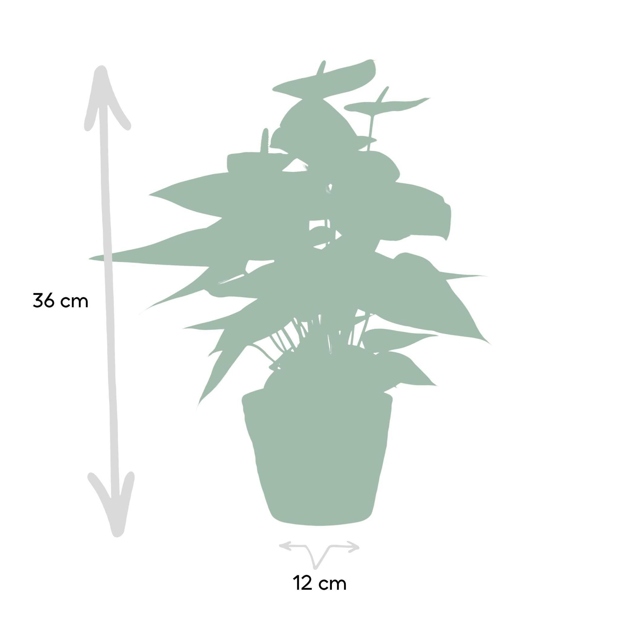 Anthurium andreanum Sweet Dream et son pot- La Green Touch Panier - Hauteur 45cm - Image 4