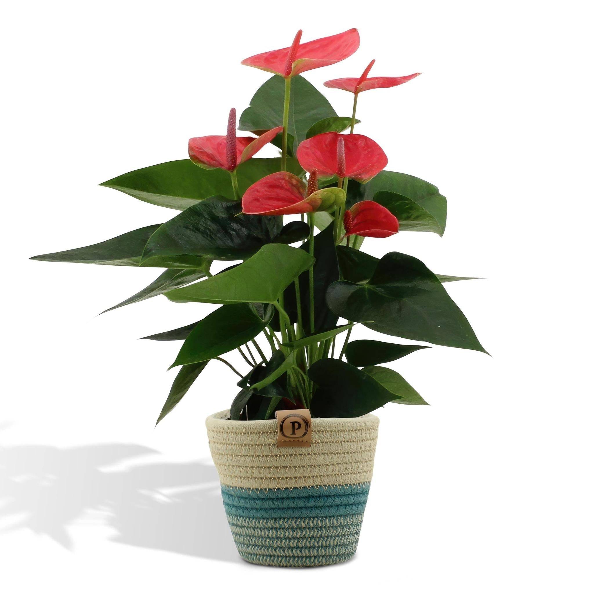 Anthurium andreanum Sweet Dream et son pot- La Green Touch Panier - Hauteur 45cm - Image 1