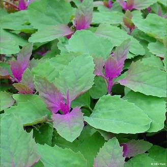 Chénopode géant - Chenopodium giganteum Pot de 1,5L/2L