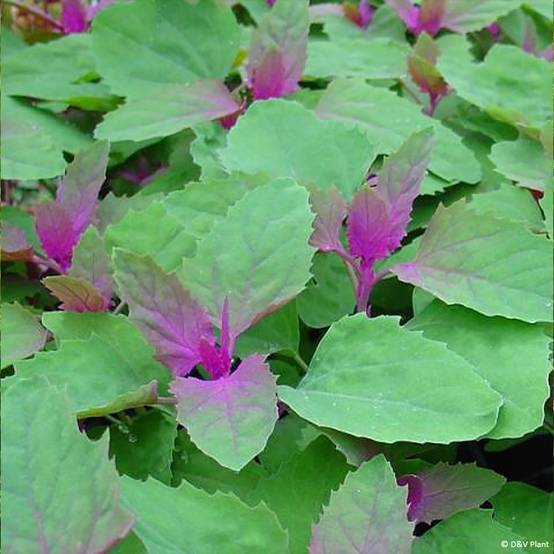 Promesse de Fleurs - Chénopode géant - Chenopodium giganteum Pot de 1,5L/2L