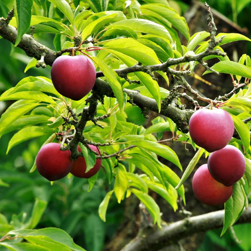 Prunier japonais Allo Bio - Prunus salicina Grandes Racines nues, Scion