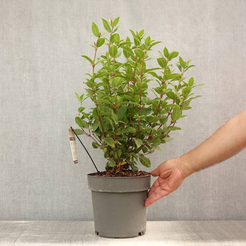 Viorne, Laurier Tin- Viburnum tinus Spirit Pot de 3L/4L - Image 2