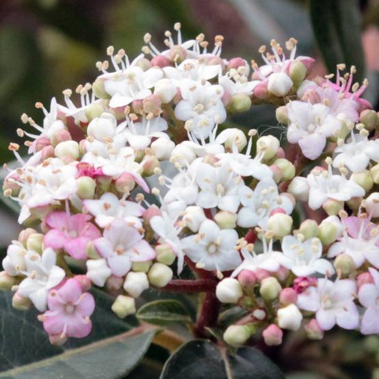 Viorne, Laurier Tin- Viburnum tinus Spirit Pot de 3L/4L - Image 1
