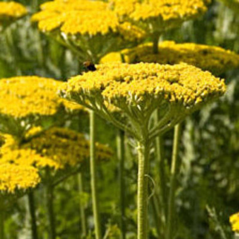 Promesse de Fleurs - Achillée filipendulina Golden Plate Godet de 7/8 cm