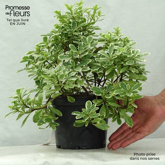 Promesse de Fleurs - Pittosporum tobira nana Neige du mont Ventoux Pot de 3L/4L - Image 2