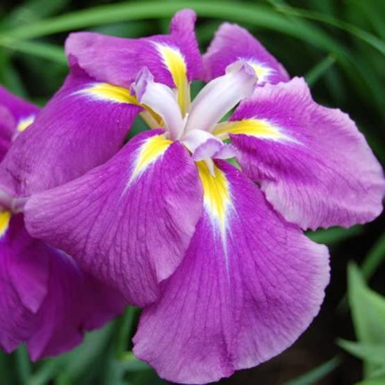 Promesse de Fleurs - Iris du Japon - Iris ensata Sensation Godet de 8/9 cm