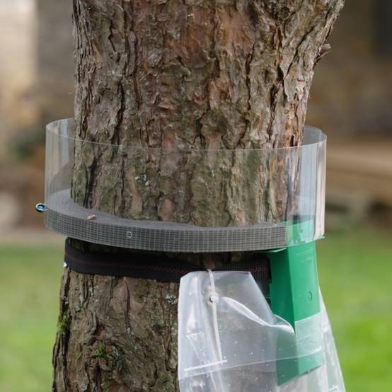 Protecta - Protecta - Piège contre les chenilles processionnaires - Circonférence max. 94cm - Image 3
