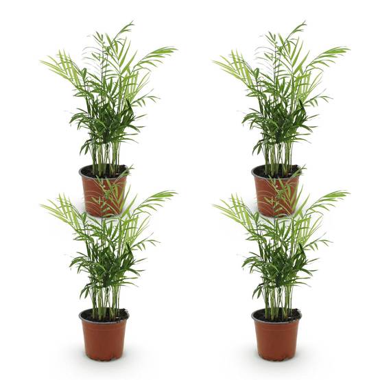 Palmier nain - Chamaedorea elegans - lot de 4 - Ø12cm - ↕40cm - Plantes d’intérieur - Image 2
