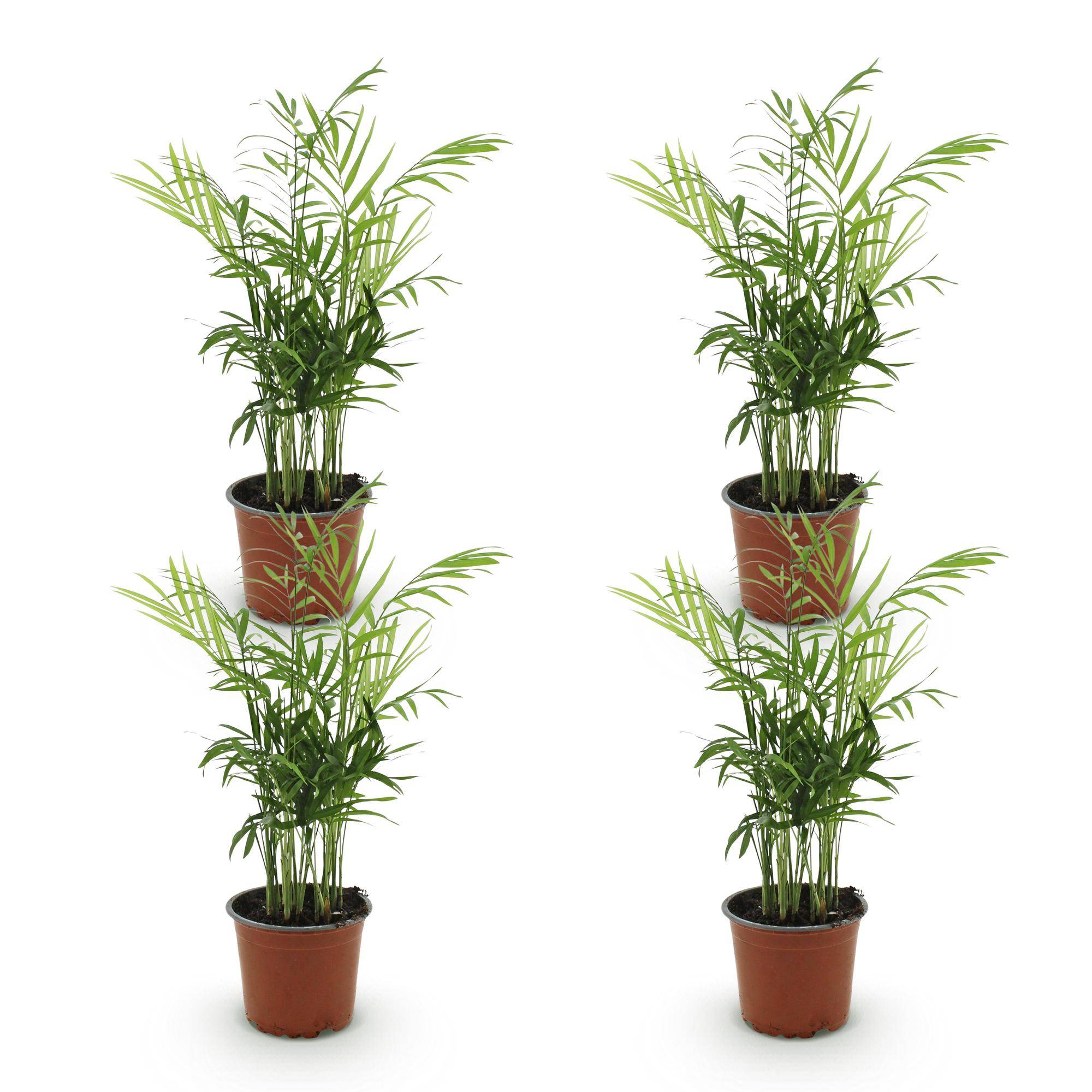 Palmier nain - Chamaedorea elegans - lot de 4 - Ø12cm - ↕40cm - Plantes d’intérieur - Image 2
