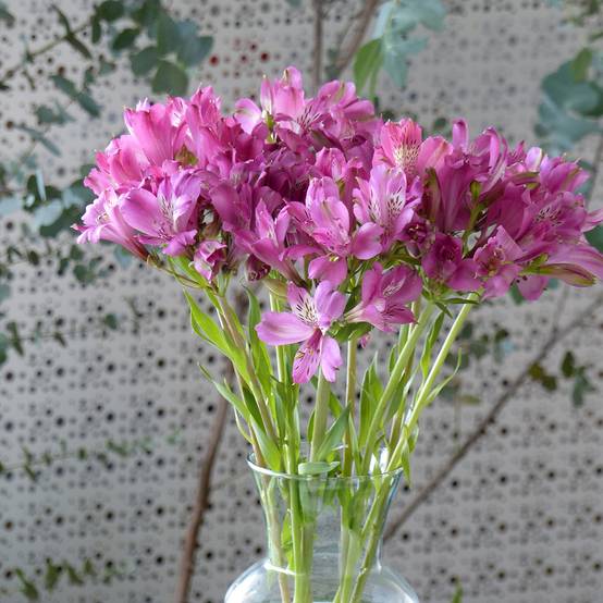 Promesse de Fleurs - Graines d'Alstroemeria Devotion - Lis des Incas le sachet de 15 graines environ