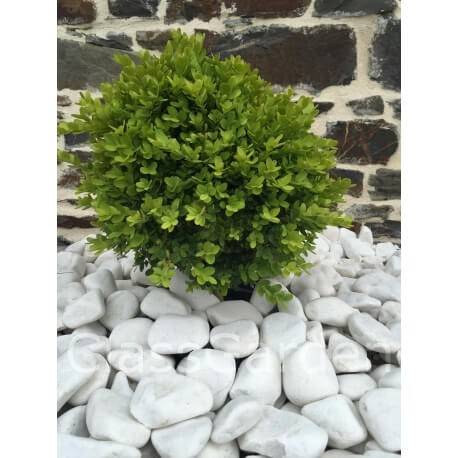 Galet Blanc Brillant 40-60 sac 20 Kg - Image 4