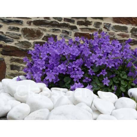 Galet Blanc Brillant 40-60 sac 20 Kg - Image 1