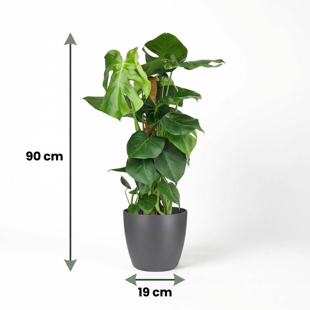 Monstera Deliciosa avec tuteur - Pot de 19cm - Hauteur 90cm - Blanc - Plantes d'intérieur - Image 9