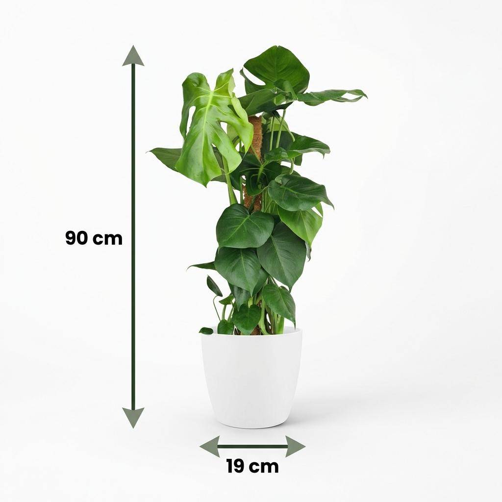 Monstera Deliciosa avec tuteur - Pot de 19cm - Hauteur 90cm - Blanc - Plantes d'intérieur - Image 5