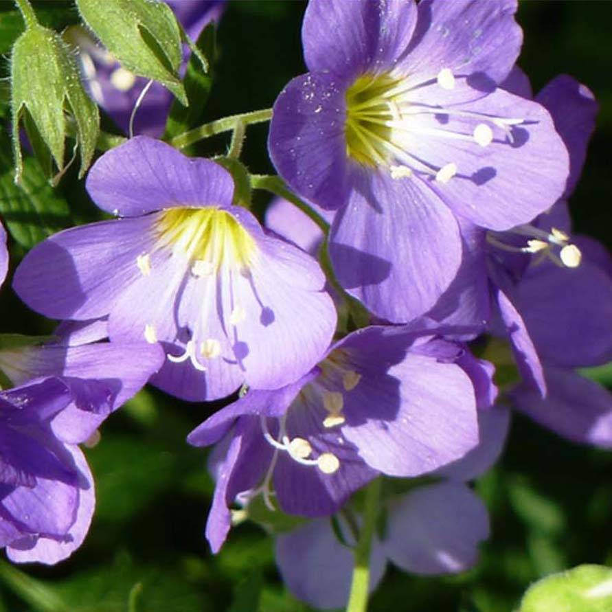 Polemonium caeruleum Lambrook Mauve Godet de 8/9 cm