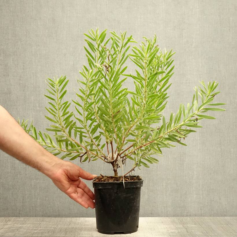 Promesse de Fleurs - Leucadendron Inca Gold Pot de 3L/4L - Image 2