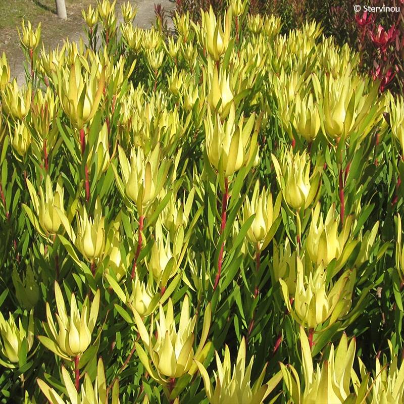 Promesse de Fleurs - Leucadendron Inca Gold Pot de 3L/4L - Image 1