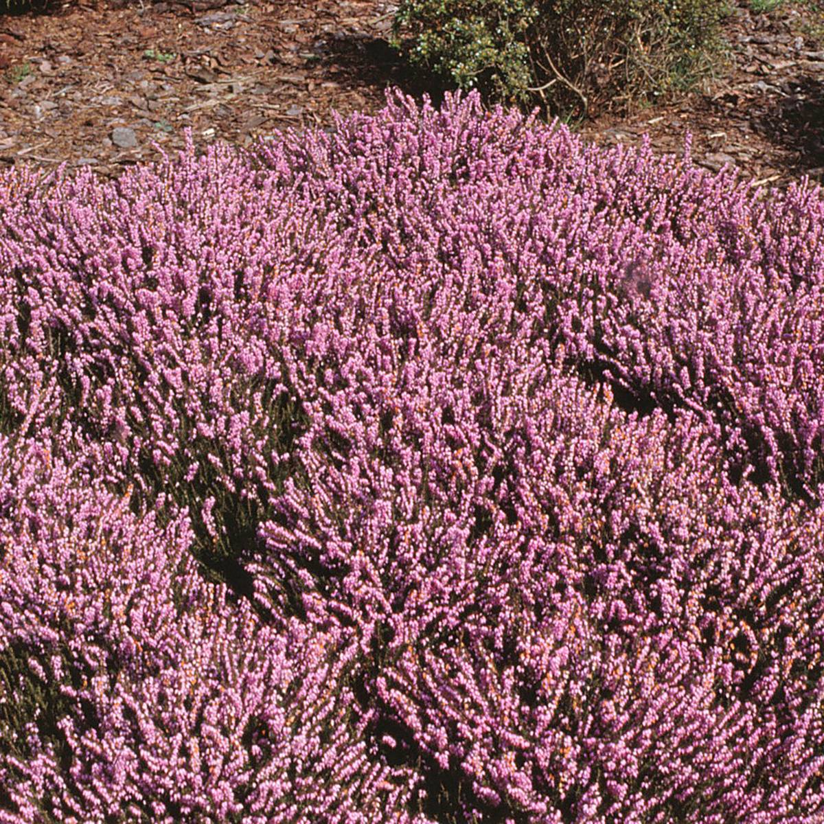 Promesse de Fleurs - Bruyère d'hiver - Erica x darleyensis J.W. Porter Pot de 1L/1,5L - Image 1