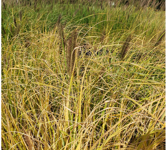 Pennisetum alopecuroides Lepage Gold - Herbe aux écouvillons Godet de 8/9 cm - Image 1
