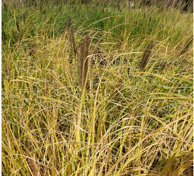 Pennisetum alopecuroides Lepage Gold - Herbe aux écouvillons Godet de 8/9 cm - Image 1