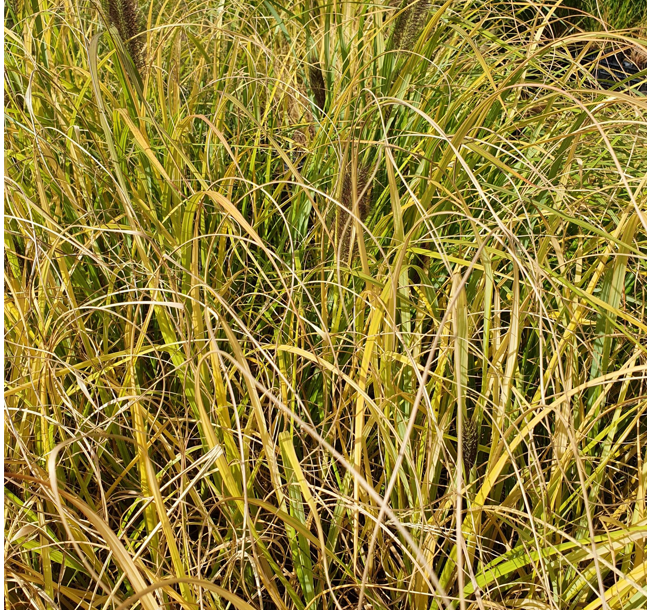 Pennisetum alopecuroides Lepage Gold - Herbe aux écouvillons Godet de 8/9 cm - Image 2
