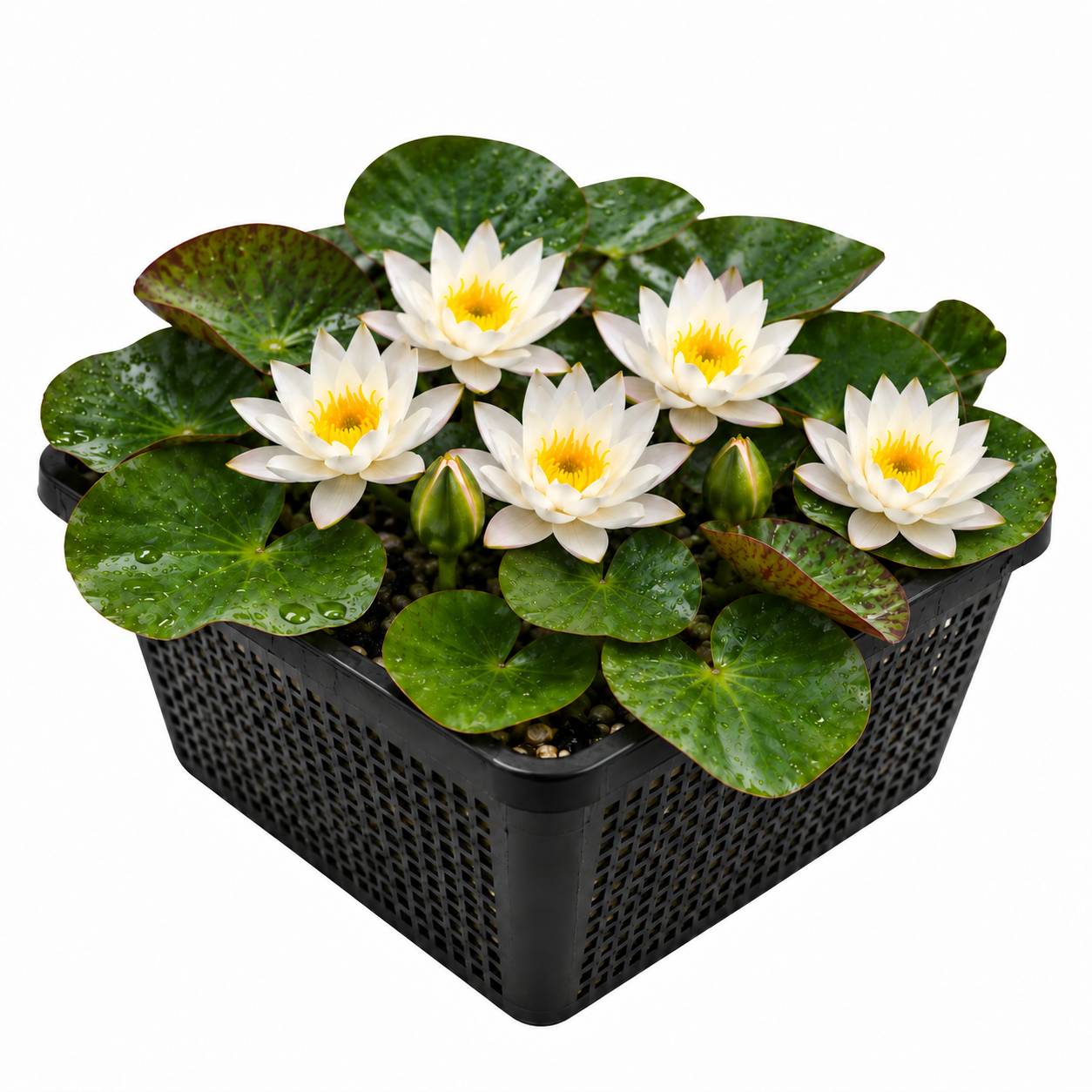Nénuphar nain blanc - Nymphaea - 1x nénuphar multiflore et panier
