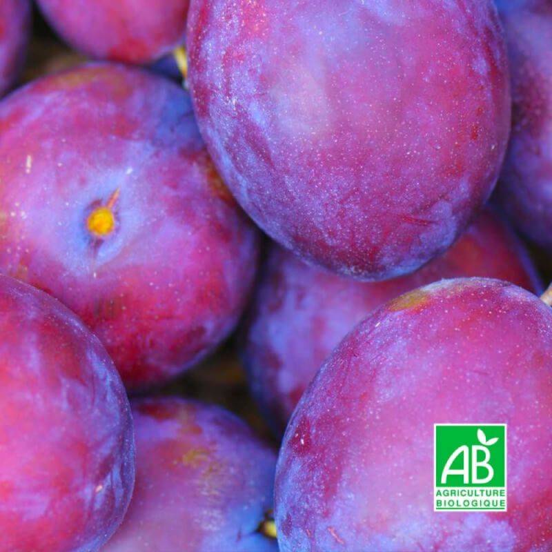 Prunier 'Monsieur Hatif' BIO (Prunus domestica 'Monsieur Hâtif') - Scion de 100cm - Pépinières Naudet - Image 1