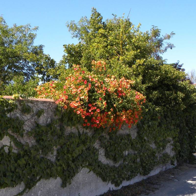Bignone grandiflora à fleurs Orange - feuillage Caduc - Pot de 1L - 30/60 cm-  hauteur à maturité De 3,00 m à 5,00 m - Image 3