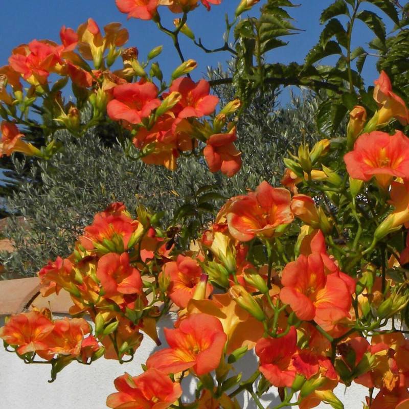 Bignone grandiflora à fleurs Orange - feuillage Caduc - Pot de 1L - 30/60 cm- hauteur à maturité De 3,00 m à 5,00 m - Image 8