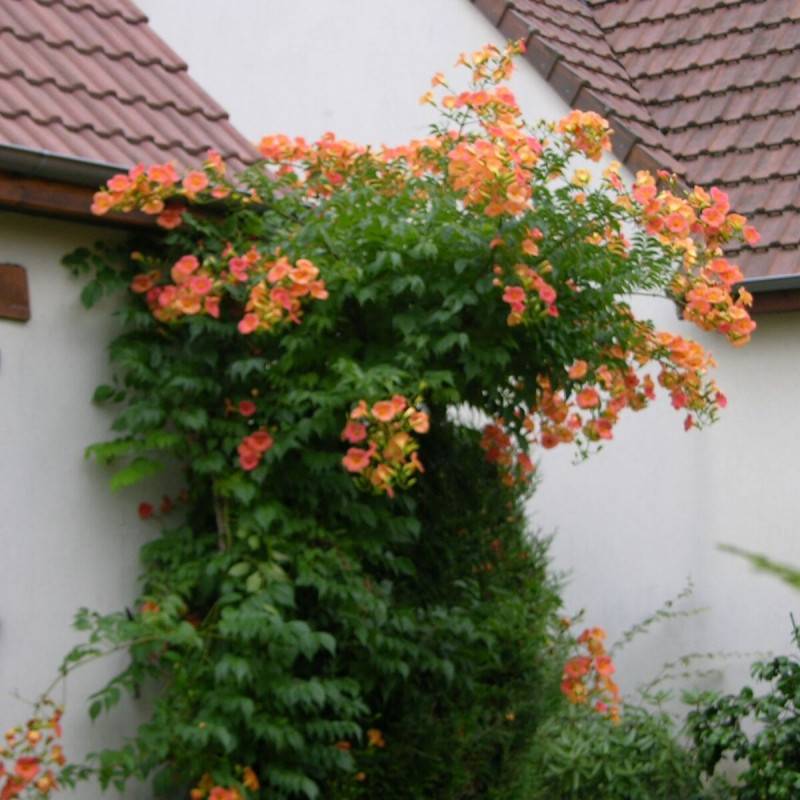 Bignone grandiflora à fleurs Orange - feuillage Caduc - Pot de 1L - 30/60 cm-  hauteur à maturité De 3,00 m à 5,00 m - Image 7