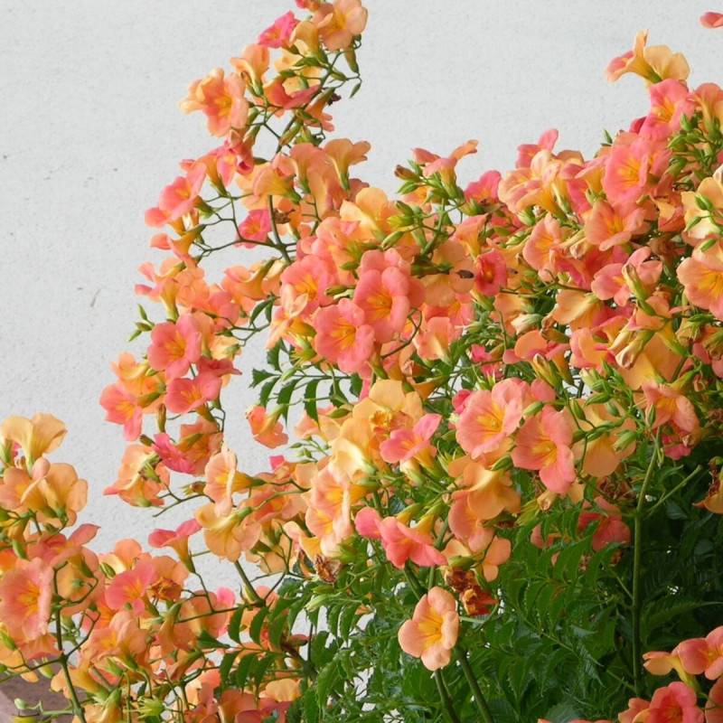 Bignone grandiflora à fleurs Orange - feuillage Caduc - Pot de 1L - 30/60 cm- hauteur à maturité De 3,00 m à 5,00 m - Image 6