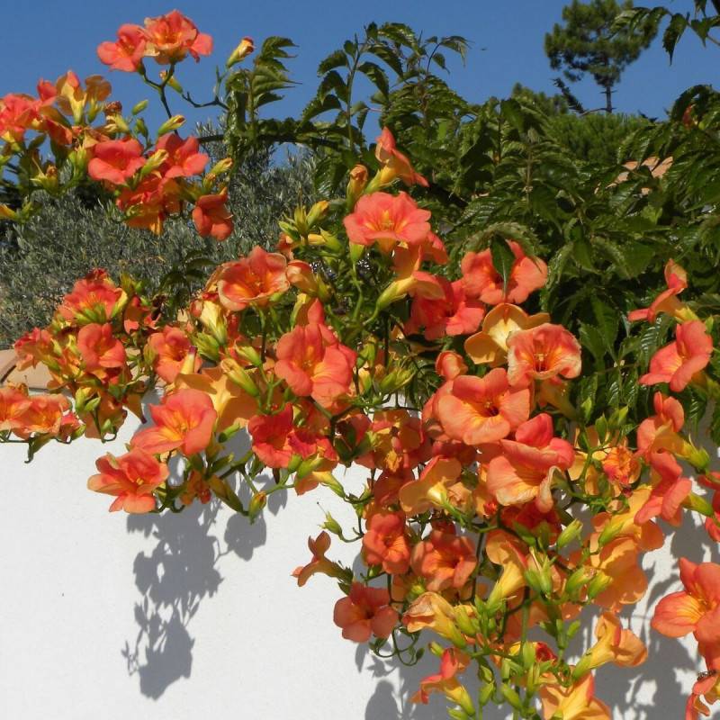Bignone grandiflora à fleurs Orange - feuillage Caduc - Pot de 1L - 30/60 cm- hauteur à maturité De 3,00 m à 5,00 m - Image 5