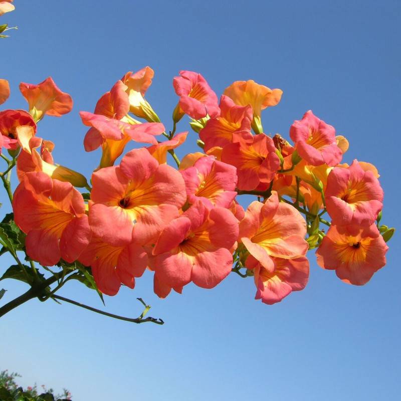 Bignone grandiflora à fleurs Orange - feuillage Caduc - Pot de 1L - 30/60 cm- hauteur à maturité De 3,00 m à 5,00 m - Image 1